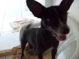 procuro meu dono