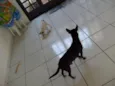 procuro meu dono