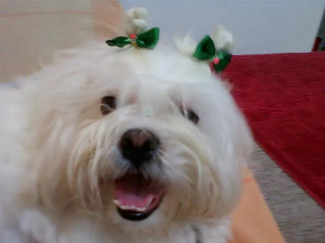 Cachorro ra a LHASA APSO idade 3 anos nome DAMA ENCONTRADA