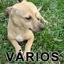 Cachorro raça SRD idade  nome Vários ABPA