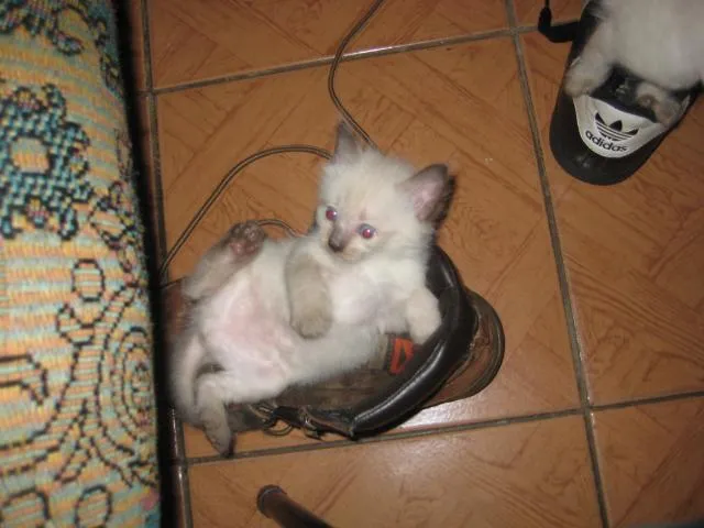 Gato ra a Siamês idade Abaixo de 2 meses nome sem nomes