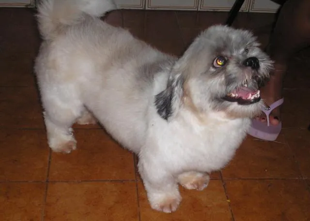 Cachorro ra a lhasaapso idade 5 anos nome Kenay GRATIFICA