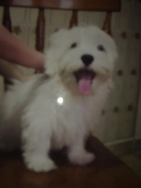 Cachorro ra a Maltes idade 3 anos nome Nip