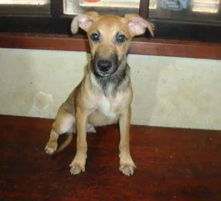 Cachorro ra a SRD idade 1 ano nome Rei