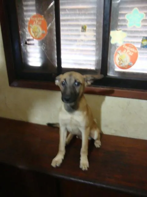 Cachorro ra a SRD idade 1 ano nome Fofo