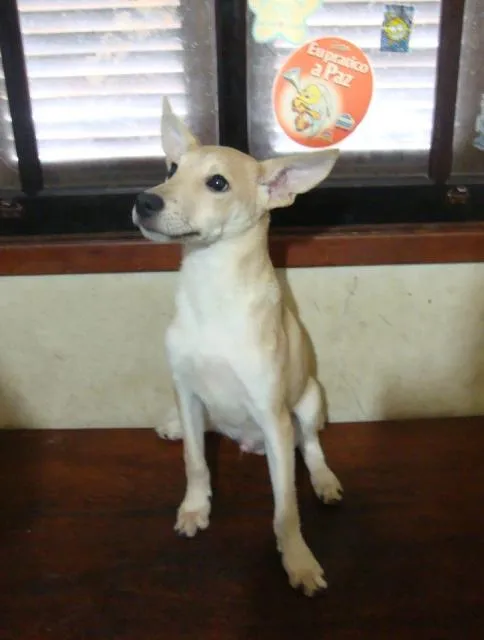 Cachorro ra a SRD idade 1 ano nome Belo