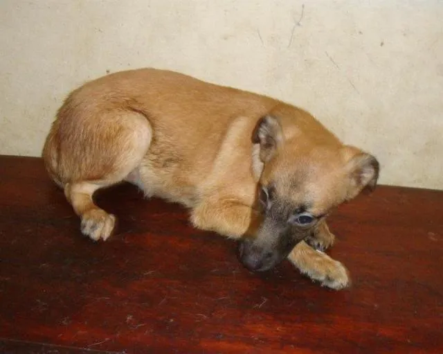 Cachorro ra a SRD idade 1 ano nome Fofinho
