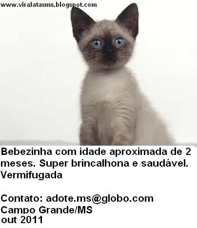 Gato ra a Siamês idade Abaixo de 2 meses nome Mila
