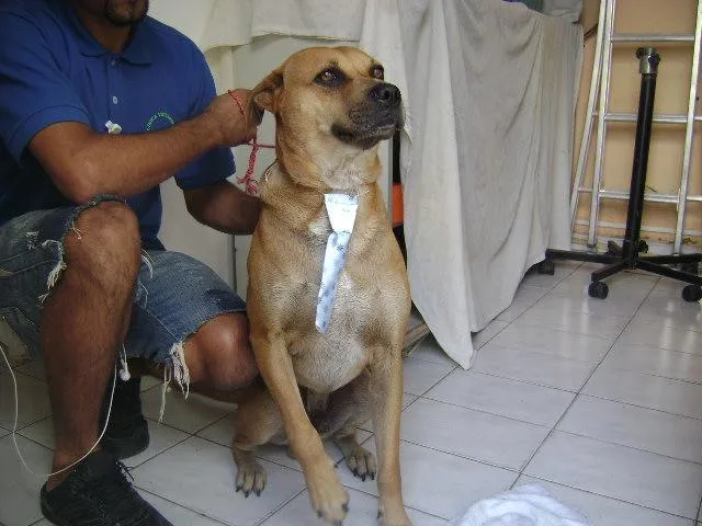 Cachorro ra a SRD idade 3 anos nome Dino