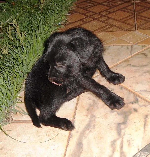 Cachorro ra a SRD idade Abaixo de 2 meses nome Filhotinhas