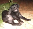 Filhotinhas