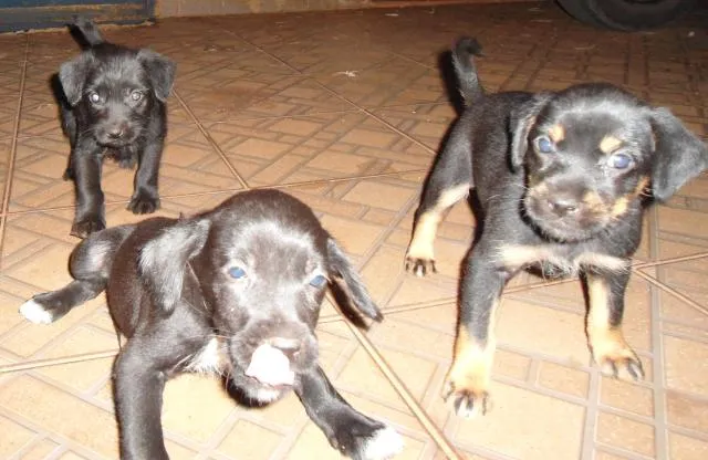 Cachorro ra a SRD idade Abaixo de 2 meses nome Filhotinhas