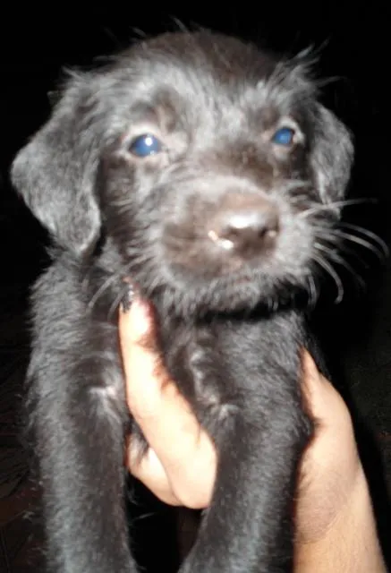 Cachorro ra a SRD idade Abaixo de 2 meses nome Filhotinhas