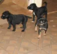 Filhotinhas