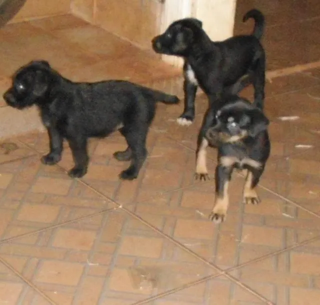 Cachorro ra a SRD idade Abaixo de 2 meses nome Filhotinhas