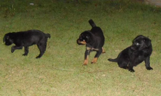 Cachorro ra a SRD idade Abaixo de 2 meses nome Filhotinhas