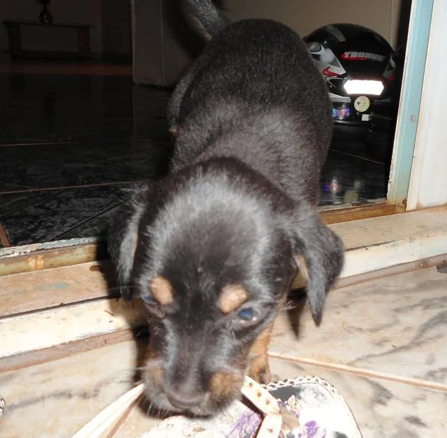Cachorro ra a SRD idade Abaixo de 2 meses nome Filhotinhas
