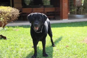 Cachorro raça Labrador idade 6 ou mais anos nome Dara GRATIFICA