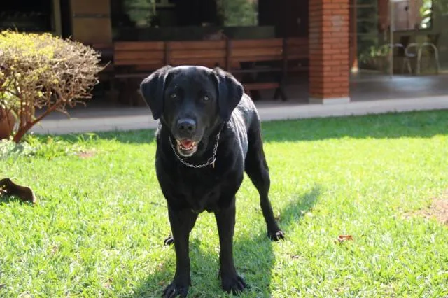 Cachorro ra a Labrador idade 6 ou mais anos nome Dara GRATIFICA