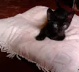 Milú