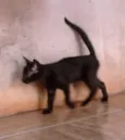 Milú