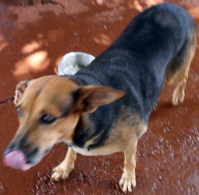 Cachorro ra a SRD idade  nome LINDINHA