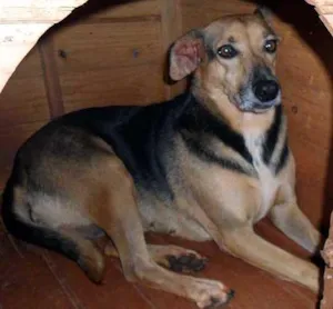 Cachorro raça SRD idade  nome LINDINHA