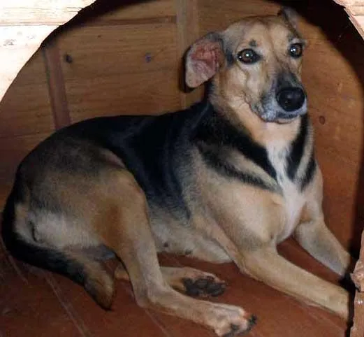 Cachorro ra a SRD idade  nome LINDINHA