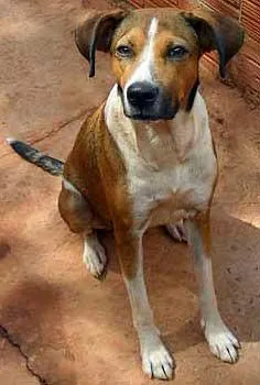 Cachorro ra a SRD idade  nome KALU