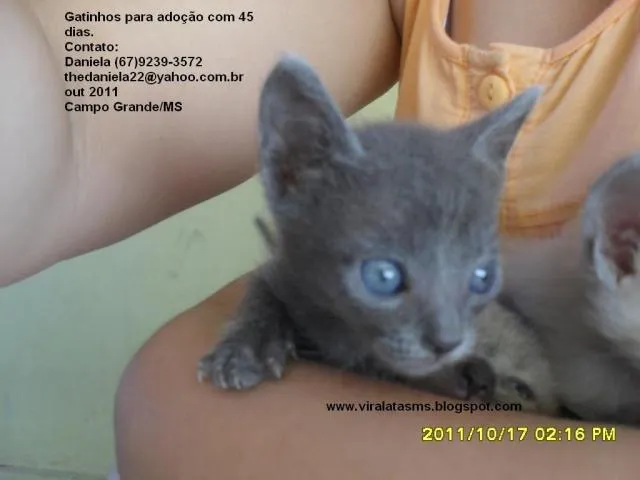 Gato ra a Siamês srd idade Abaixo de 2 meses nome Filhotinhos