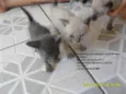 Filhotinhos