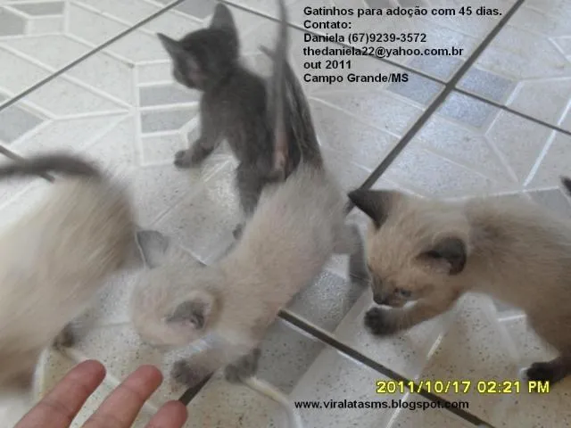 Gato ra a Siamês srd idade Abaixo de 2 meses nome Filhotinhos
