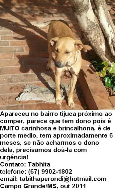 Cachorro ra a srd idade 2 a 6 meses nome Encontrada