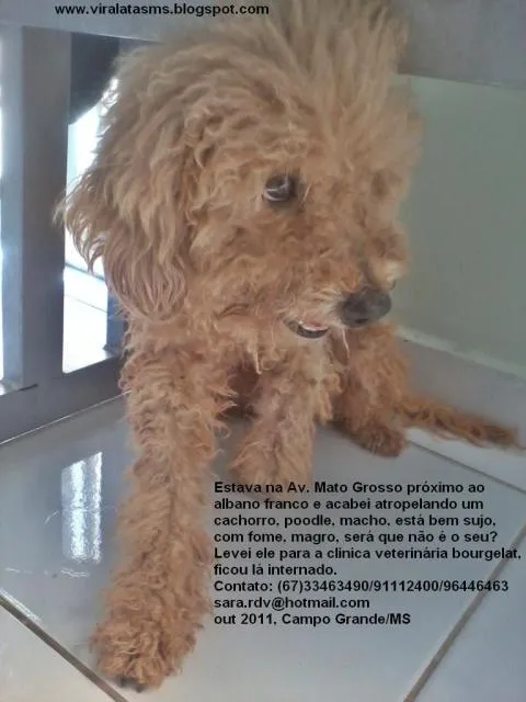 Cachorro ra a Poodle idade  nome Encontrado