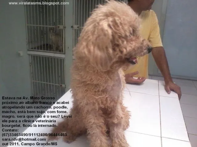 Cachorro ra a Poodle idade  nome Encontrado