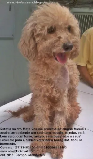 Cachorro raça Poodle idade  nome Encontrado