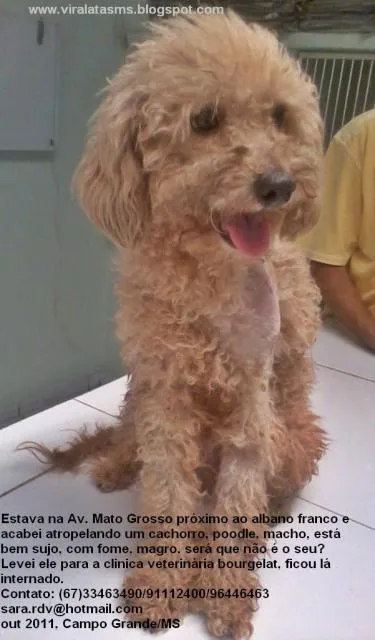 Cachorro ra a Poodle idade  nome Encontrado