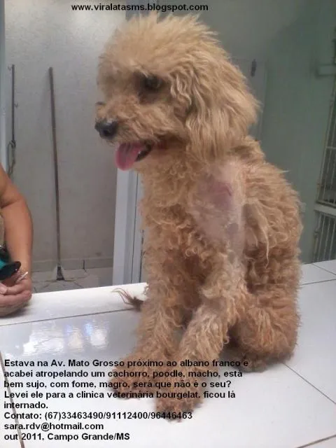 Cachorro ra a Poodle idade  nome Encontrado