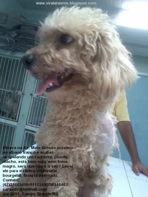 Cachorro ra a Poodle idade  nome Encontrado