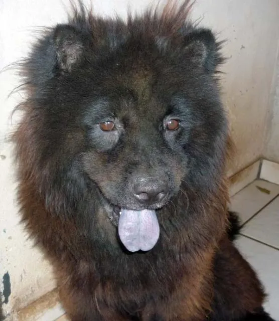 Cachorro ra a Chow Chow idade 5 anos nome Lola ChowChow