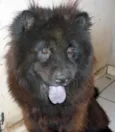 Lola ChowChow