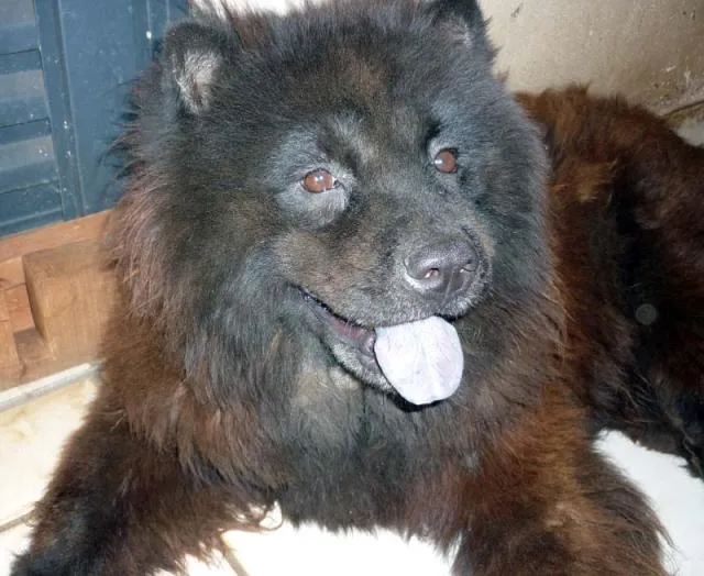 Cachorro ra a Chow Chow idade 5 anos nome Lola ChowChow