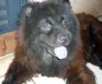Lola ChowChow