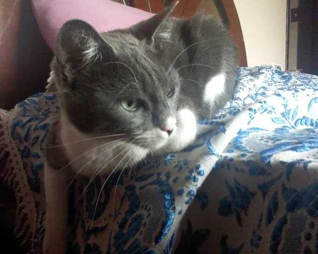 Gato ra a nao sei idade 2 anos nome mell;flunny,bob