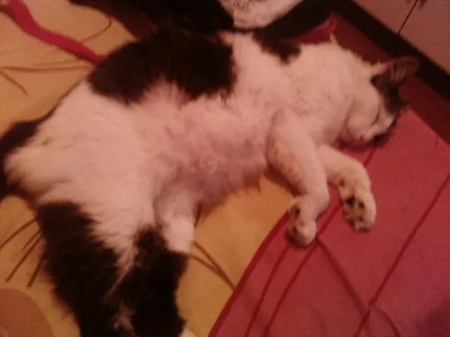 Gato ra a nao sei idade 2 anos nome mell;flunny,bob