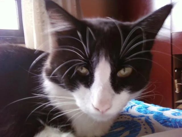 Gato ra a nao sei idade 2 anos nome mell;flunny,bob