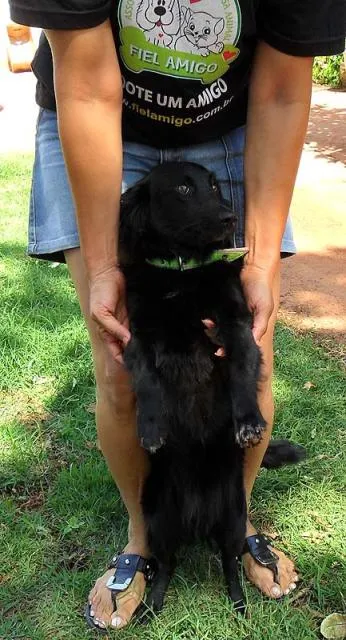 Cachorro ra a SRD idade  nome NEGRUSCA