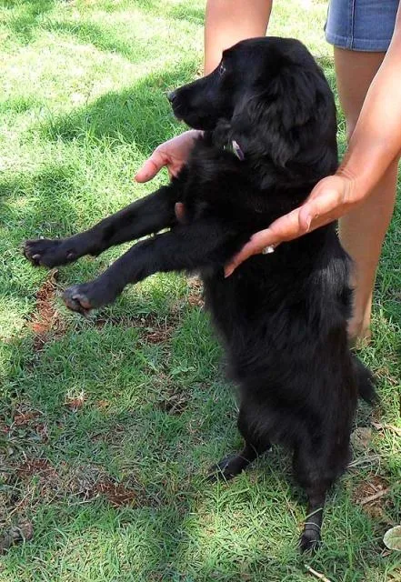 Cachorro ra a SRD idade  nome NEGRUSCA