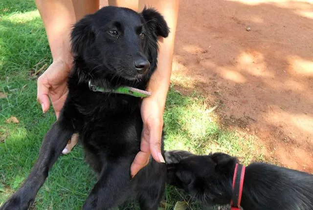 Cachorro ra a SRD idade  nome NEGRUSCA