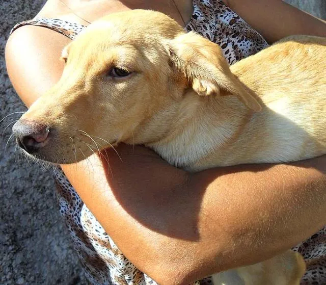 Cachorro ra a SRD idade  nome MELISSA